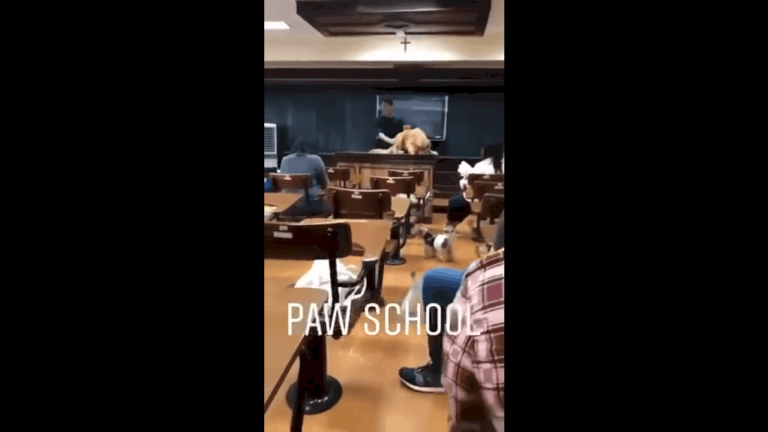 Dogs as stress relievers after exams