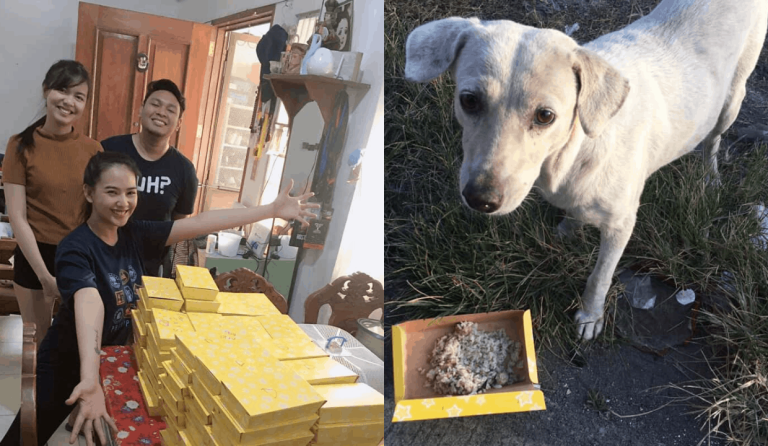 Stray cats and dogs get special Christmas treat from group of friends
