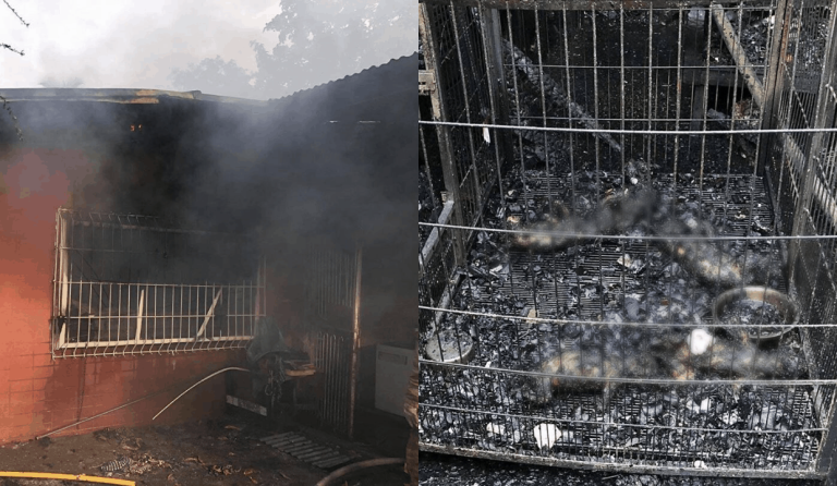 Furmom dies trying to save 9 puppies from fire