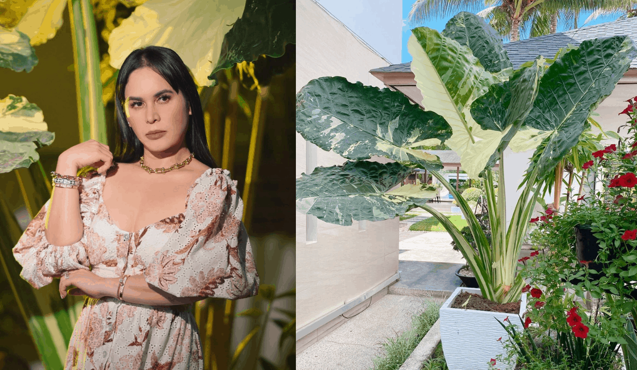 What Are All The Plants Plantita Of The Hour, Jinkee Pacquiao, Has  Featured In Her IG Feed?