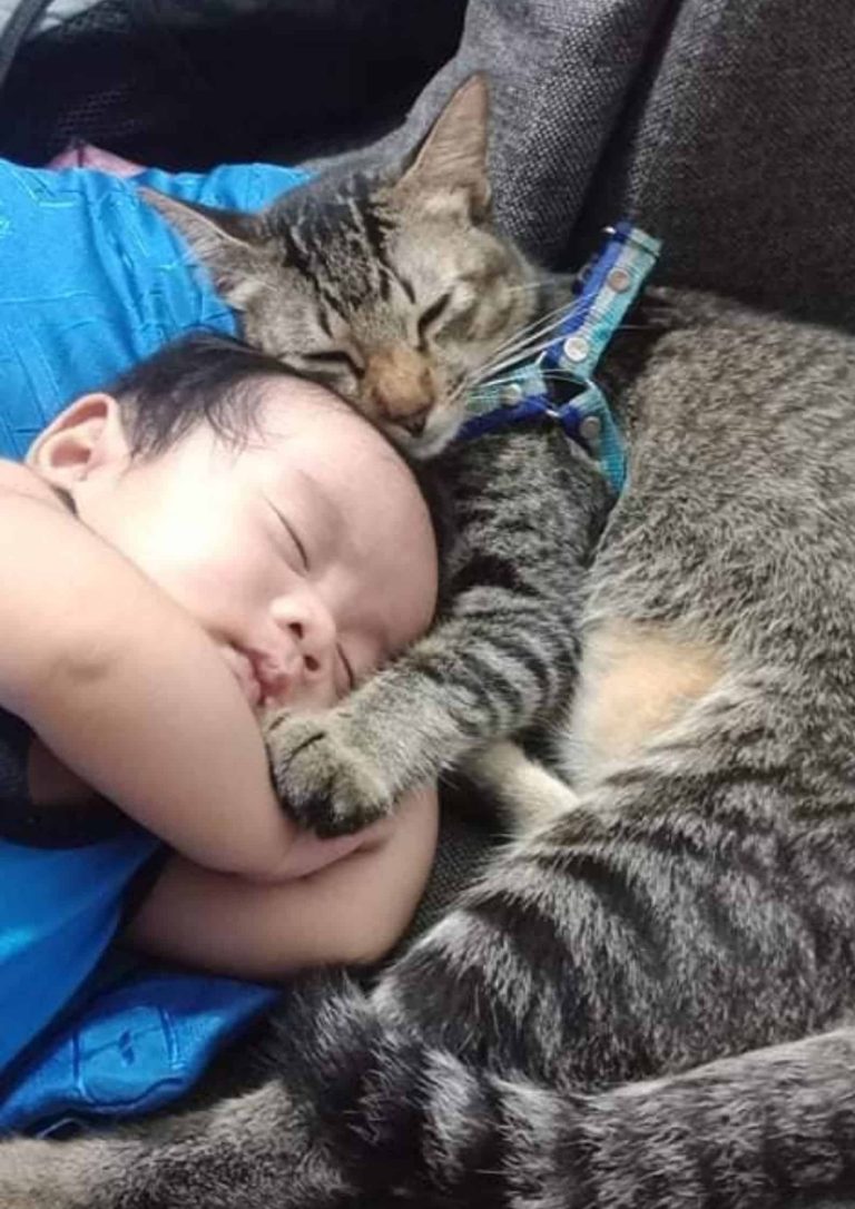 LOOK: ‘Malambing’ cat helps look after baby boy while parents are away