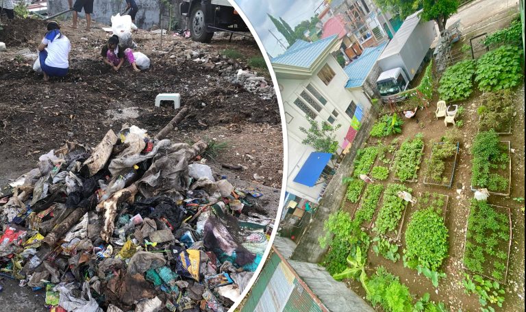 Urban farm brings out bayanihan spirit in this QC community