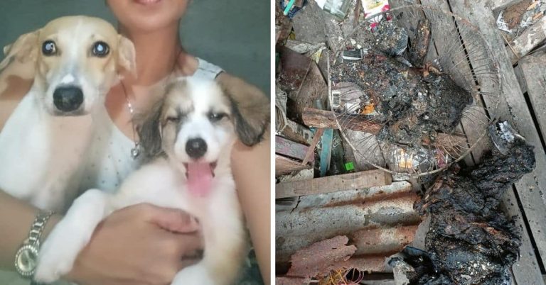 Furparent bids goodbye to beloved doggos who died from fire in viral Facebook post
