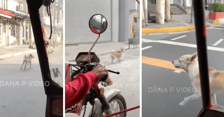Pet dog goes viral for guiding tricycle driver owner on the road