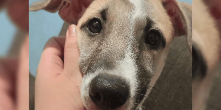 Fur parent shares heartbreaking experience after ride-hailing app driver refuses to give ride to her sick aspin