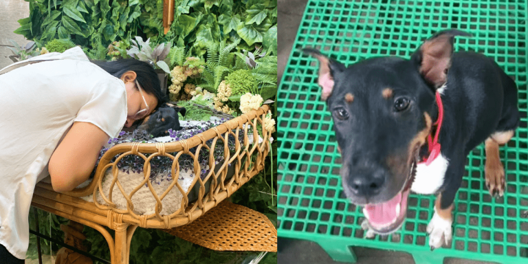 Furmom shares heartbreaking story after one of her dogs tested positive for distemper