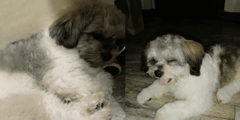 Dog’s reaction while alone at home melts hearts of netizens