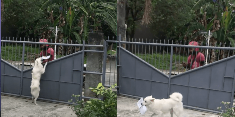 Doggo wows netizens with unique talent—getting parcels from delivery riders!