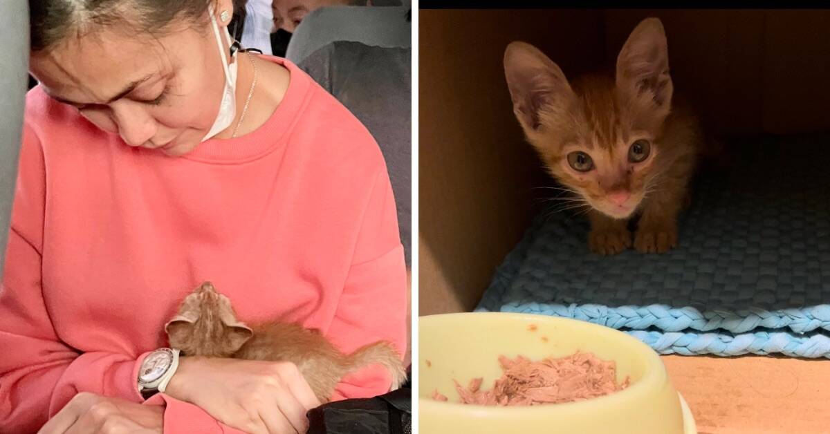 Jodi Sta. Maria gives stray kitten from NAIA a home