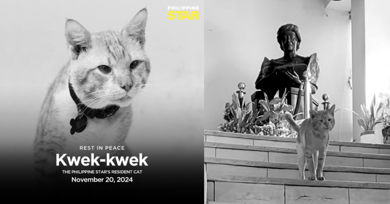 Philippine STAR’s beloved office cat Kwek-Kwek passes away