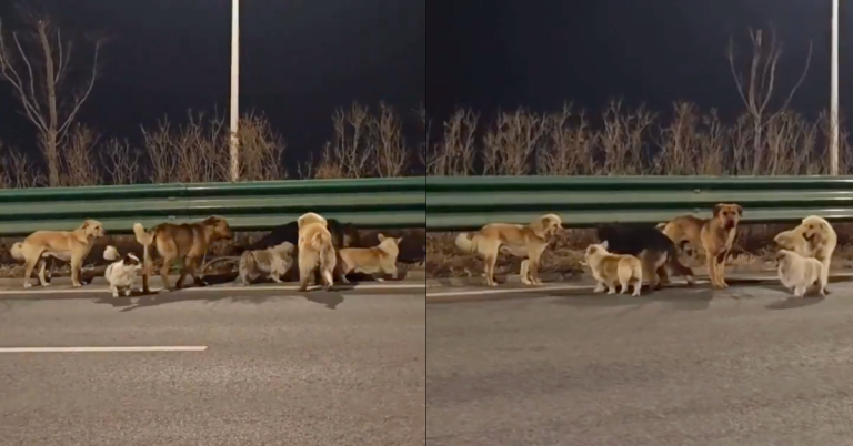 Seven dogs in viral China clip were following female in heat, not escaping