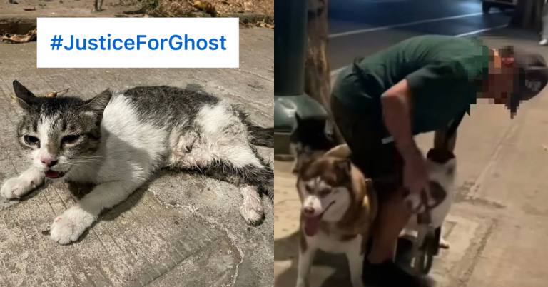 #JusticeforGhost: Netizens demand justice for community cat killed in reported dog attack